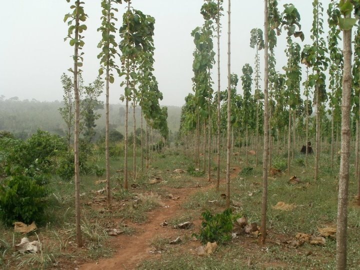 Miro Forestry Plantage Ghana — junge Bäume in Reihen