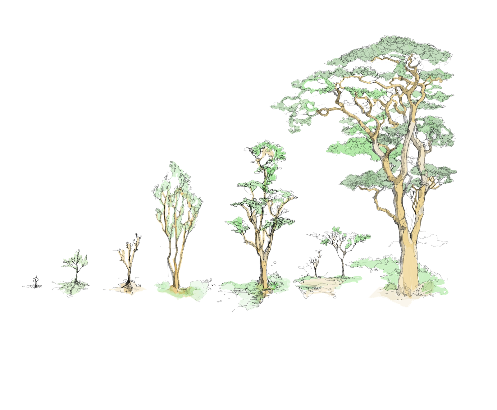 Baumwachstum — von der Pflanzung zum Altbestand